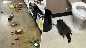 Raccoon goes on drunken rampage in Virginia liquor store and passes out on bathroom floor