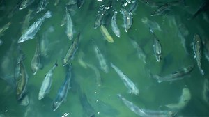 Seafood not from the sea: How one indoor salmon farm helps reduce fish imports