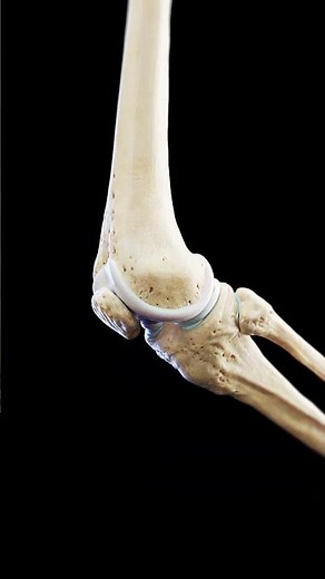 Movement of the knee joint #meded #anatomy #3dmodel