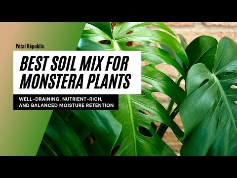 Best Soil Mix for Monstera Plants