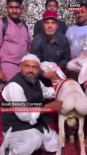 Breaking News Today ⚡They actually judge goats on their looks | Rapid Report#shorts #funny #animals