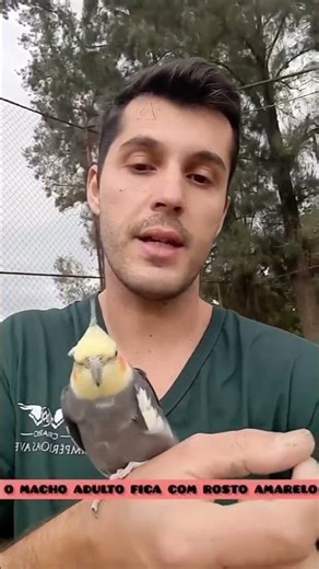 How to tell if a cockatiel is male or female (very easy)