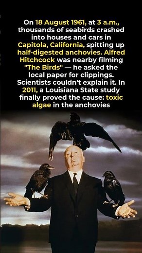 Hitchcock Collected Clippings From This Terrifying Bird Attack #filmmaking #shorts