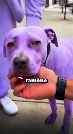 A man rescues a purple dog from an abusive owner.