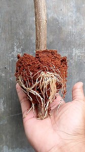 Planting premna microphylla trees for propagation. #bonsai #bonsaitree #fblifestyle | Andri Bonsai