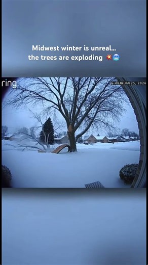 Exploding tree caught on camera #winterweather #coldweather #minnesota #news #snow