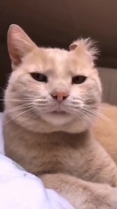 345K views · 14K reactions | Hoy es sábado de adoración a los gatos #gato #cat #neko #katze #chat #gatto #mačka #michi #katua #gat #kat #ネコ #고양이 #catlover #catloversworld #catloversclub #sabado #caturday #sabadofeliz #caturdayvibes #sabado #caturdaycuties | Presidente Miau | Facebook