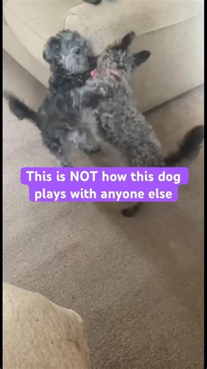 The Way Louis Plays With His Sister🥹#Jackapoo#DogAndSister#DogBond#YouWontBelieve#DogShorts