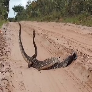 Oh, what are the two snakes doing 😯😯 Join my group :👉👉👉 Animals Kingdom 👈👈👈 Thank you so much 😍 | KOI Cooking Street