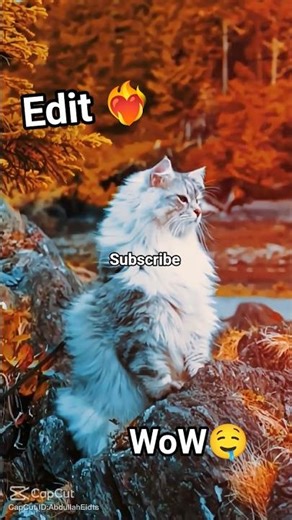 CAT Edit ❤️‍🔥 in Cap cut #automobile #capcut #ststatus #thar #zarooratrishta #friends #cat