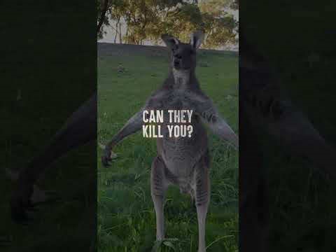 Kangaroos: What You Should Know to Stay Safe