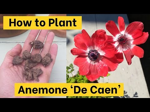 How to Plant ANEMONE DE CAEN