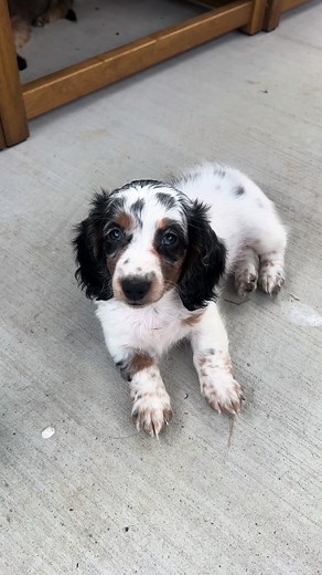 Adorable Mini Dachshund Puppy - Maggie 🩷🎀