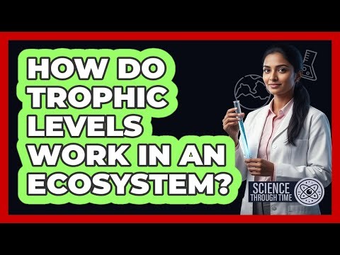 How Do Trophic Levels Work In An Ecosystem? - Science Through Time