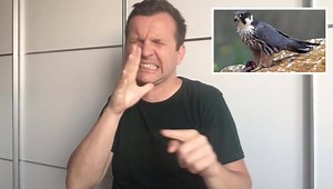 #37 Apus bird | Markulland