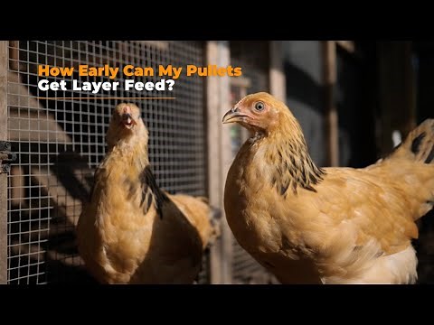 How Early Can My Pullets Get Layer Feed?