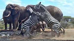Zebra showdown startles elephant herd at Kenyan watering hole