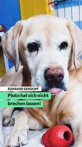 97K views · 3.7K reactions | +++UPDATE: Pluto hat sein neues Zuhause...