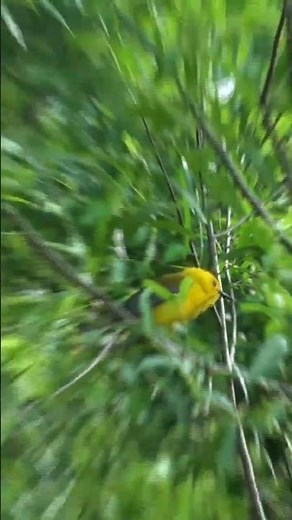 Singing Golden Swamp Warbler! the Prothonotary Warbler #migration #birds #birding