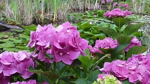 Wir waren für Euch unterwegs und haben Einblicke in Süddeutschlands größte Hortensiensammlung mitgebracht. Viel Vergnügen! | Wohnen & Garten