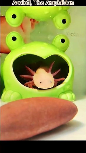 Axolotl | Amphibian | Paedomorphic Salamander #axolotl #axolotls #amphibians #amphibia #salamander