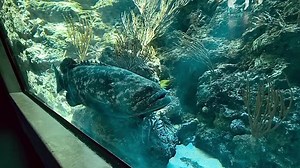 108 reactions · 16 shares | Meet the goliath grouper. A real-life...