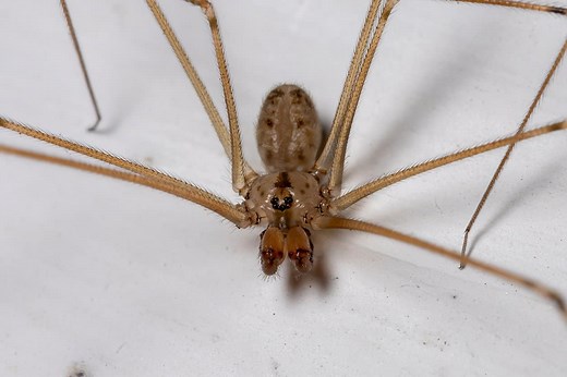 What Do Daddy Long Legs Eat? 10 Foods in Their Diet