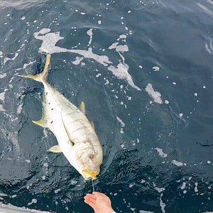 Big Fish Hiding Under The Weed | Dixon's Fishing