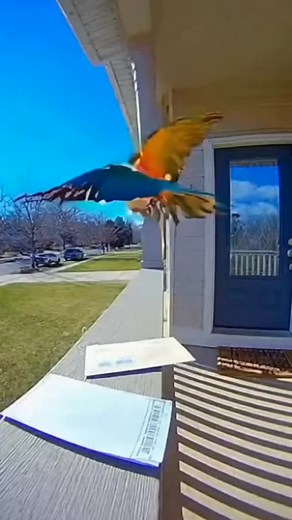A Parrot Just Stole My Mail on Camera!SORA 2 #soraai animal #shorts #POVFootage #reels | Vishal Kumar
