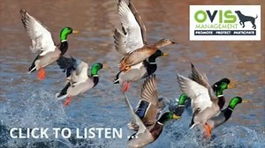 2K views | Ovis Management have two Outback Trading Co Oilskin Vests...