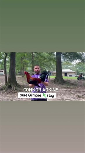 Pure Gilmore🦎 #roosters #hawaiigamefowl #chicken #chickensofinstagram #gamerooster #gamefowlbreeder #tennessegamefowl #oklahomagamefowl #gamefowl #mississippigamefarm #oklahomagamefarm #alabamagamefarm #americangamefowl #backyardbreeders #babychicks #hatchgamefowl #gamefowlbreeders #chickensoftiktok #rooster