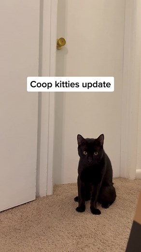 Julia Davis on TikTok