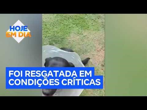 After suffering abuse, a female dog receives unprecedented prosthetics and moves Brazil.