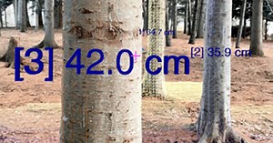 【簡単】スマホで樹木の直径測定ができるアプリを森林総研とマプリィが開発