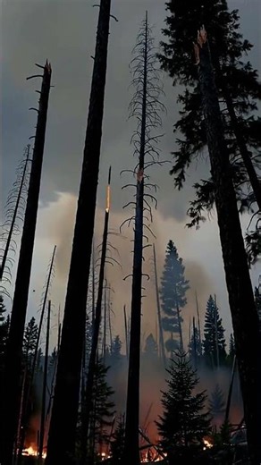 Terrible lightning instantly destroyed tall trees #lightning #lightningstrike #tree #satisfying