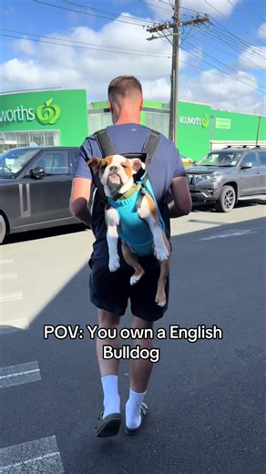 Understanding Performance Issues in English Bulldogs