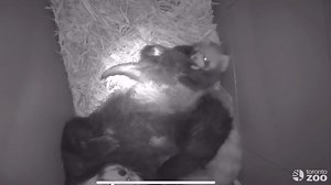 27K views · 2.1K reactions | Our Keepers continue to supplement feed #BabyRed, but here's a peek at what goes on when she's spending the rest of her time in the nest box with mom Ila  力 #InternationalRedPandaDay | The Toronto Zoo | Facebook