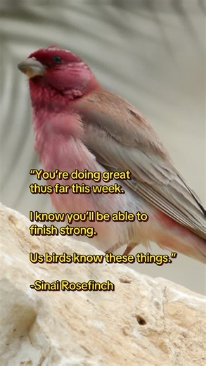 Understanding Bird Communication and Your Role