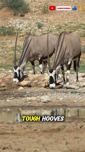 Chamois – Austria’s Agile Mountain Jumper | 4K Documentary