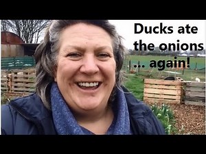 The duck escaped again