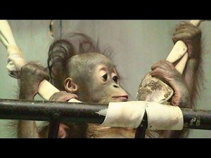 離れて遊ぶモカちゃん - Play Borneo Orangutan baby "Mocha" is away from the mother