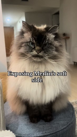 Merlin Ragdoll on TikTok