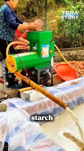 The Glass Noodle Process You Rarely See! 🍠✨