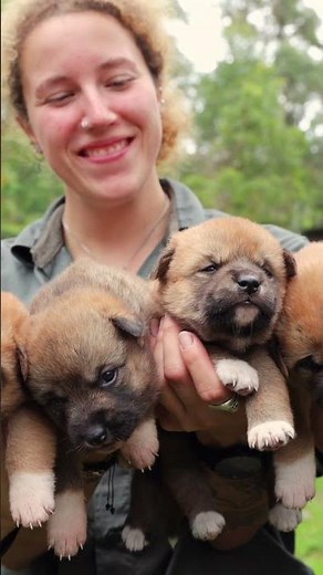 BIGGEST Litters of Dingo Puppies We've Ever Had | Australian Reptile Park
