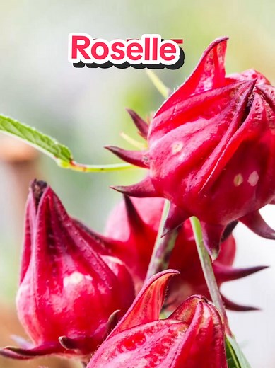 Discover Roselle: The Red Plant with Amazing Benefits