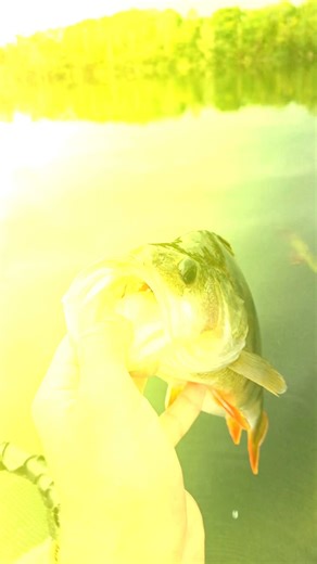 651K views · 11K reactions | How to catch a massive perch  #perch #fishing #underwater #fish #angler #underwaterworld #fishingvideo #livebait #underwatercamera #perchfishing | Underwater World | Facebook