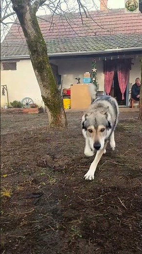 Ein wunderschöner Morgen auf der LittleForestFarm 🍀🏚️🇭🇺