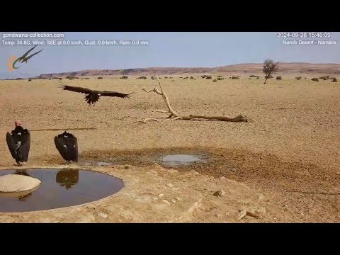 Lappet-faced vultures with juvenile at the waterhole