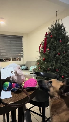 Ya viene Santa 🧑‍🎄 🥰🗣️ #tito #navidad #parati #remi #mexico | tito