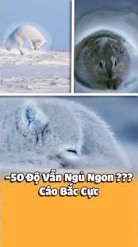 The Arctic Fox and How It Survives in Minus 50 Degrees Celsius.